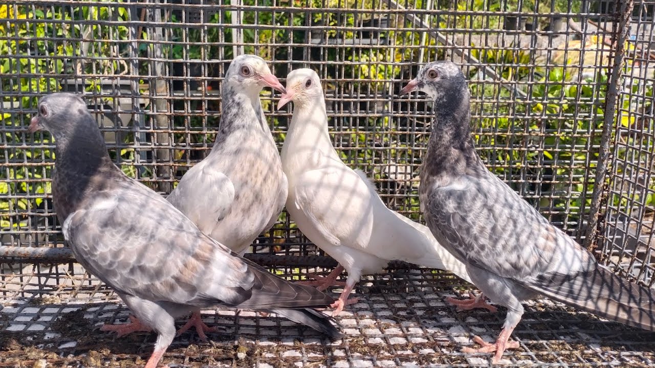 Unlimited Nagarcoil Linage Parava For Sale Nadan Pravu Sale. Tournament Quality Chicks For Sale