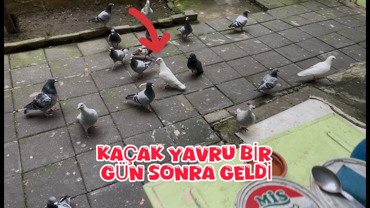 KAÇAK YAVRU KAFAMI Bİ KALDIRDIM BAHÇEDE ( KELEBEK GİBİ OLMUŞ )
