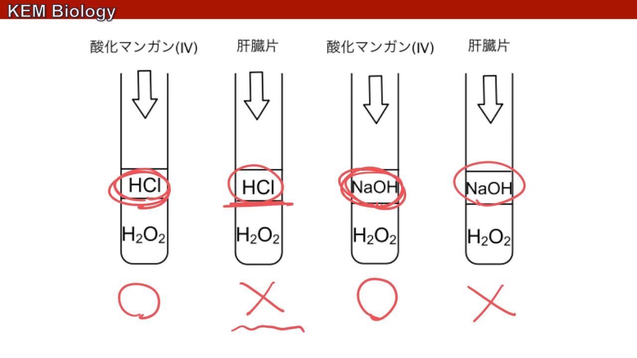 高校生物基礎「代謝と酵素」