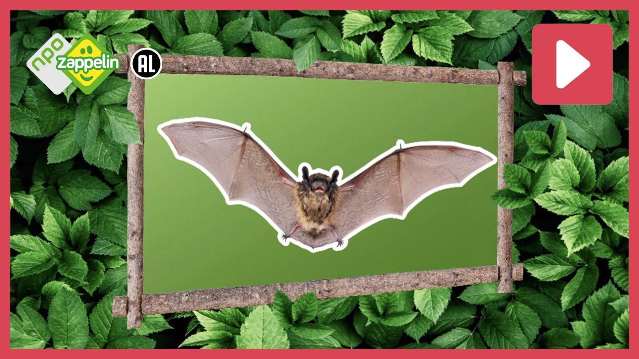 ZO OUD KAN EEN VLEERMUIS WORDEN 🦇😲 | Beestenbrigade Bingo | NPO Zappelin