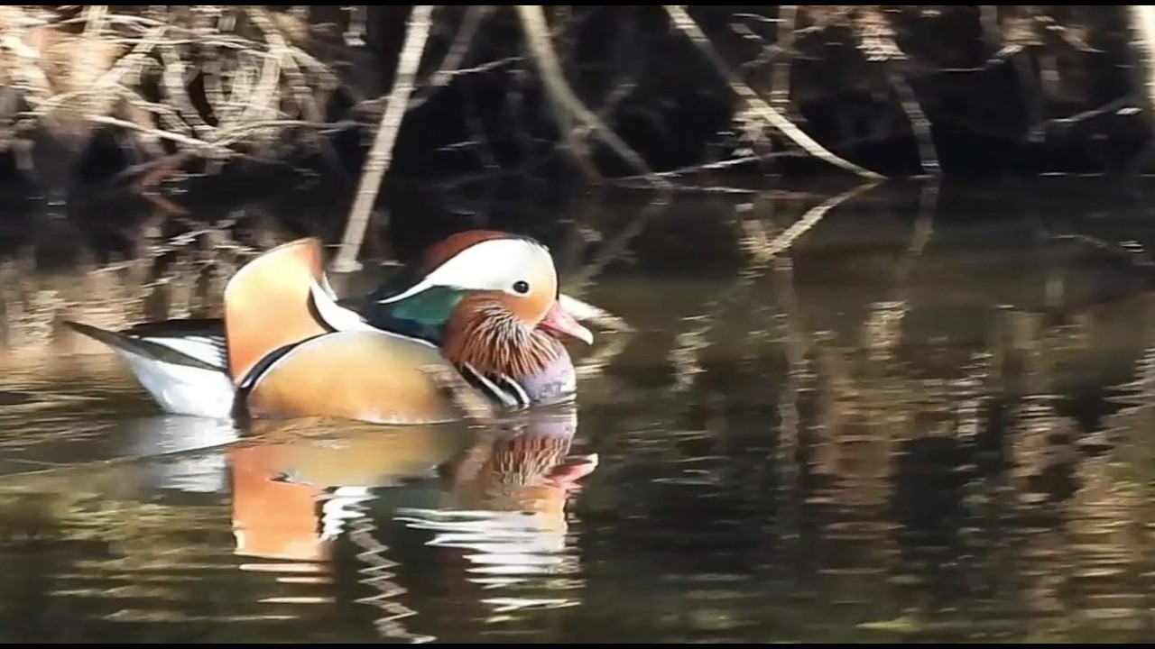 Mandarin Duck Flock Enjoying a Tranquil Winter Pond