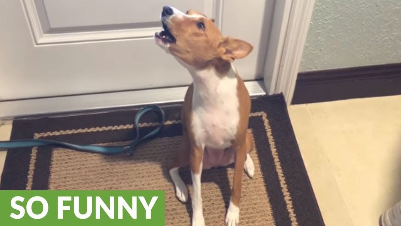 Vocal dog sure has a lot to say