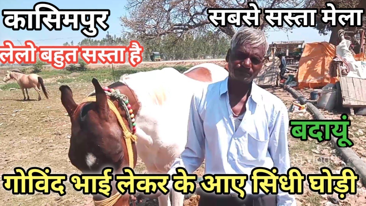 Kasimpue Mela 2025 | गोविंद भाई लाए दो घोड़े जबरदस्त | ट्रक भर के आने लगे घोड़े #कासिमपुरमेला