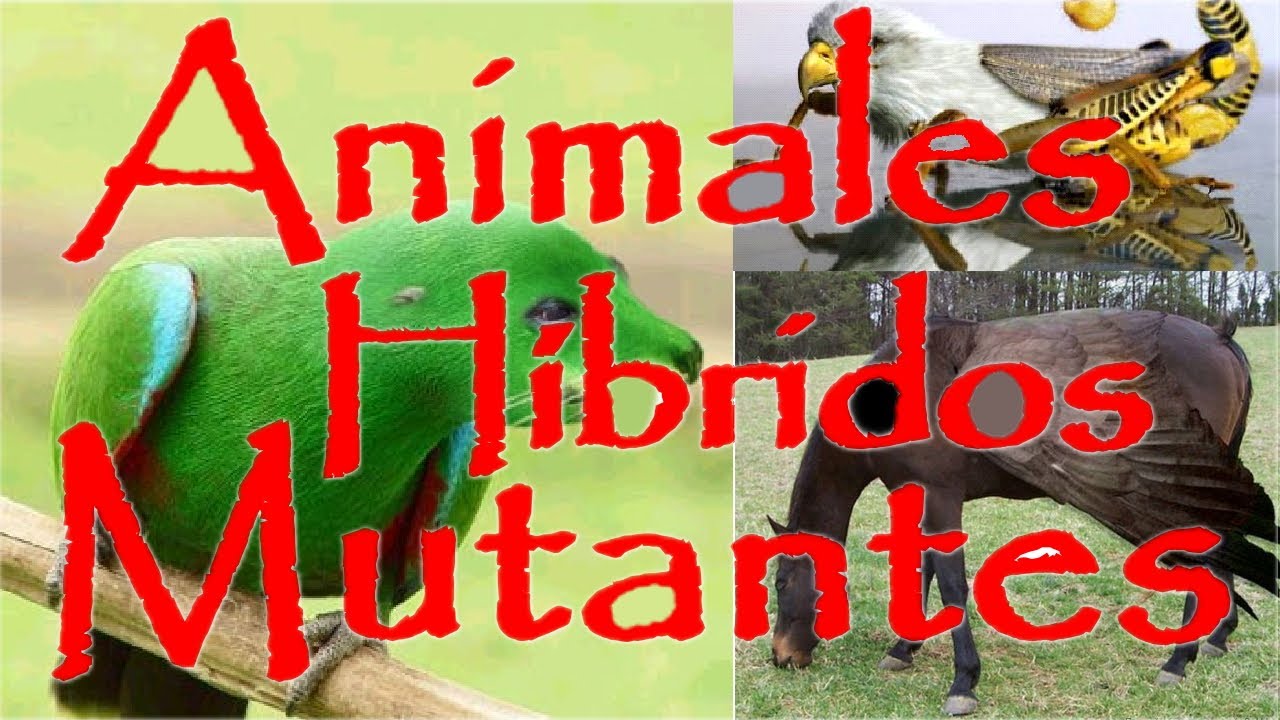 Animales Hibridos Mutantes - Rarezas de la naturaleza creadas con Photoshop