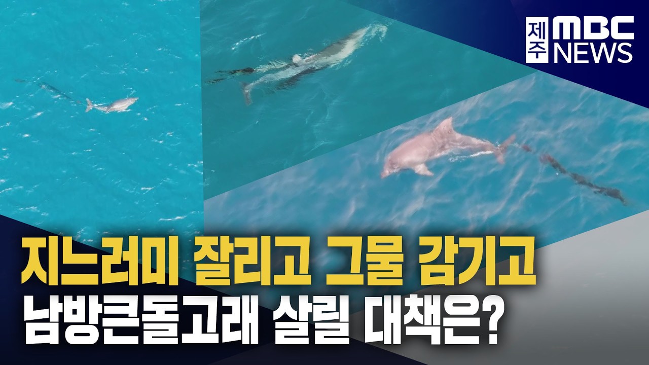 남방큰돌고래 서식지 보호 실효성 있는 정책 필요