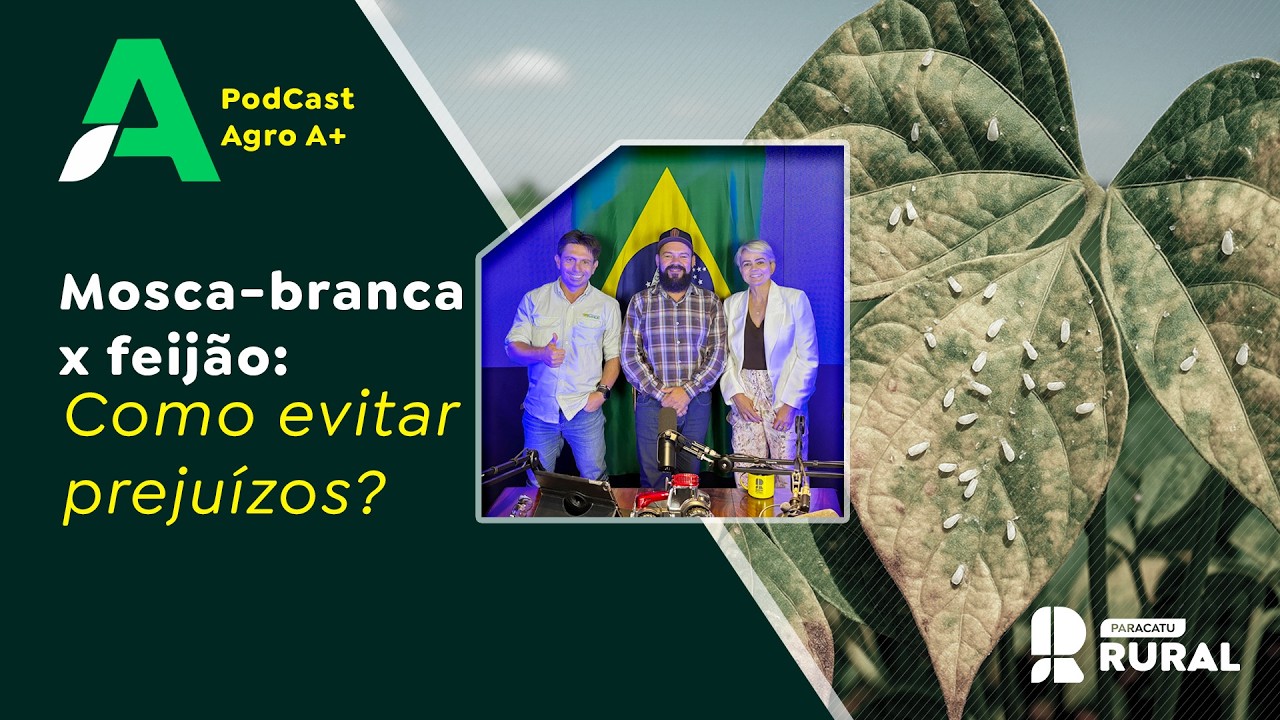 Mosca-branca x feijão - como evitar prejuízos?