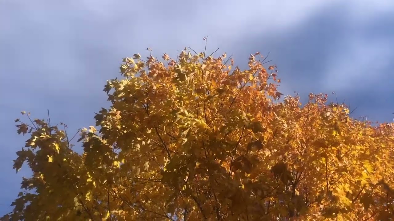 528&963Hz Bach Goldberg Variations  BWV 988 Var 12 | Classical Music & Sound Therapy