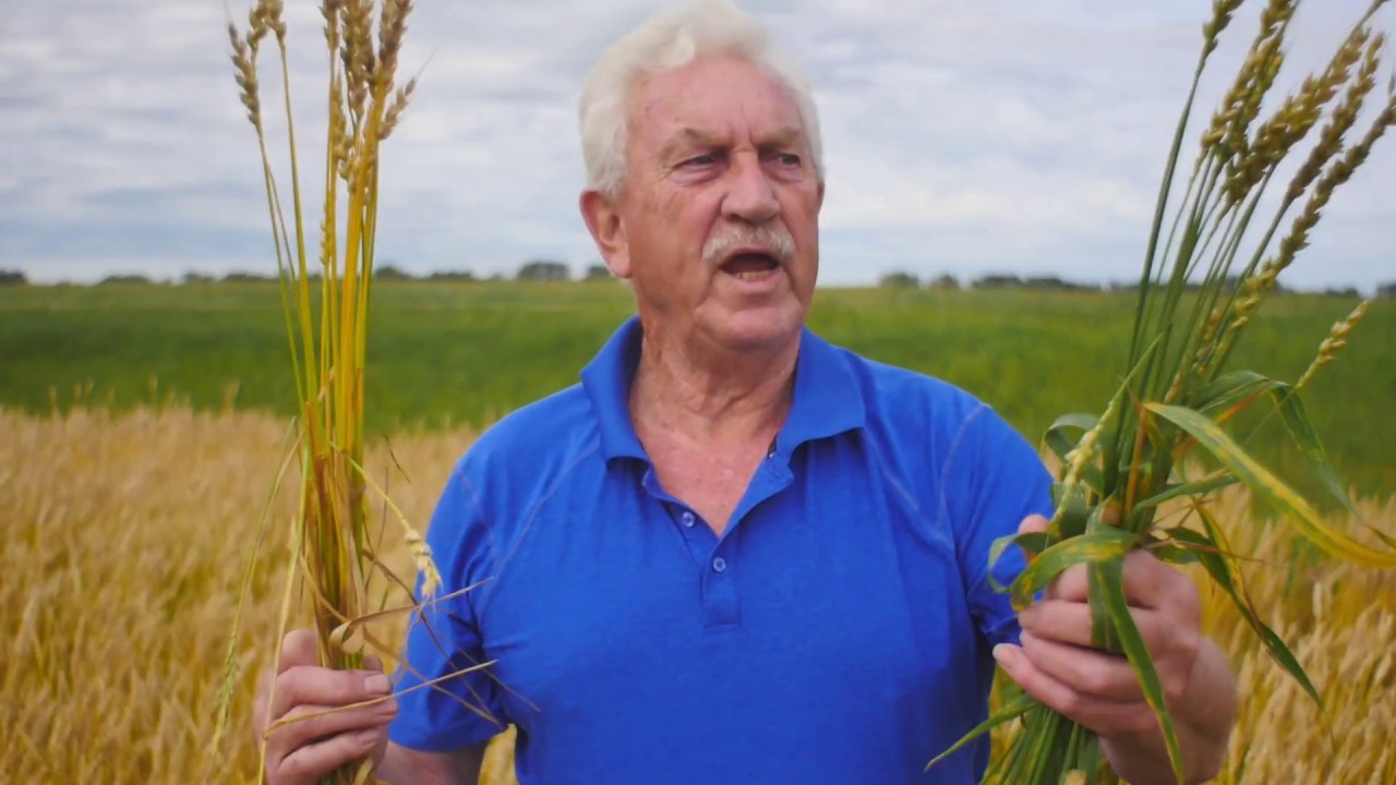 Lodging Wheat Rescue with Dr. Copper