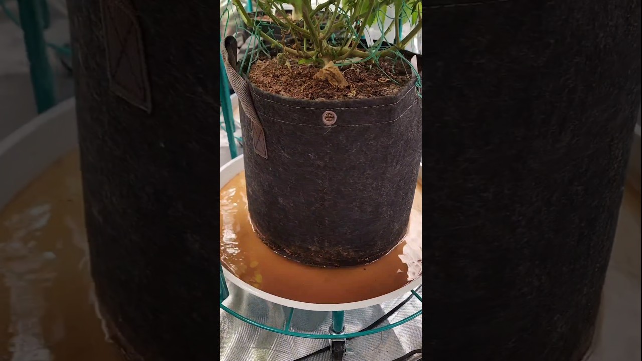 I need more autopots #gardening #plants #mobuds314