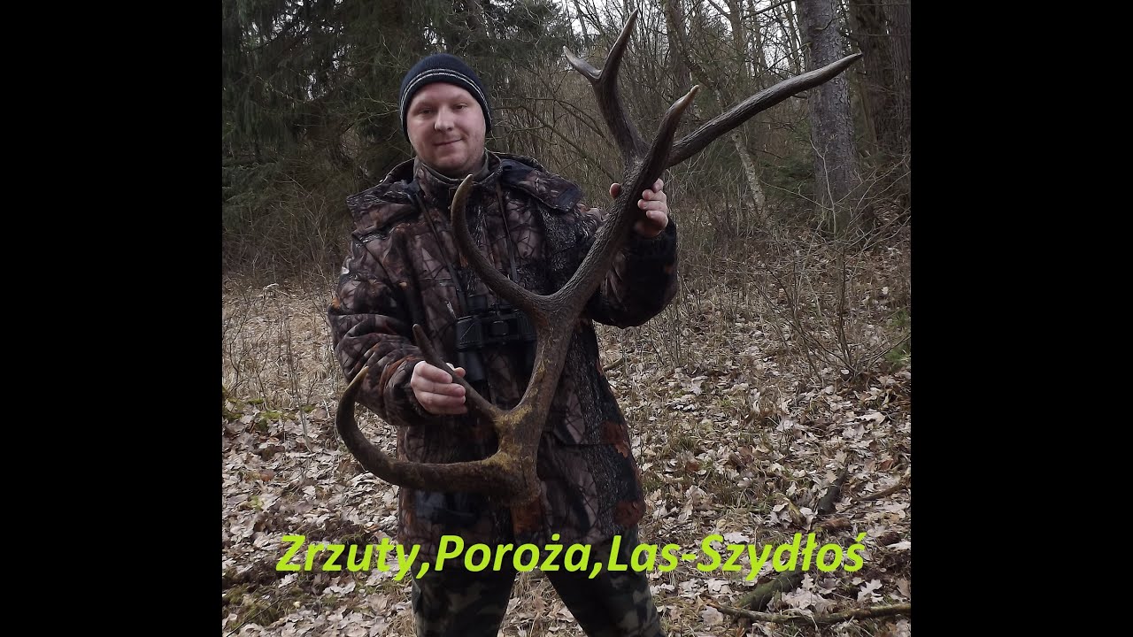 Wielki Zrzut Jelenia 3,75KG/Leśny Rekonesans /Poradnik użytkownika lasu/Huge red deer antler