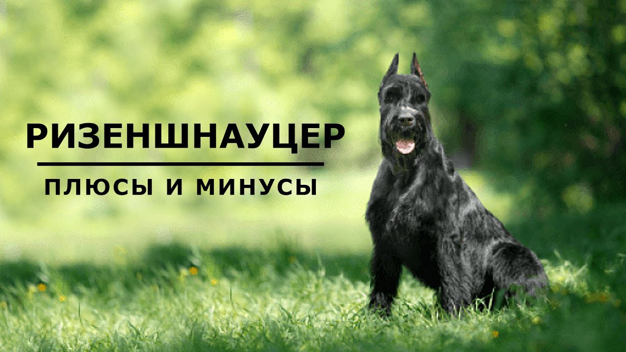 РИЗЕНШНАУЦЕР. Плюсы и минусы породы Giant Schnauzer