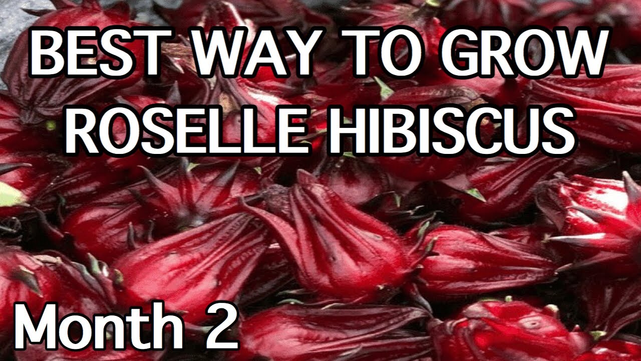 Tips to grow ROSELLE HIBISCUS successfully | Planta de Jamaica