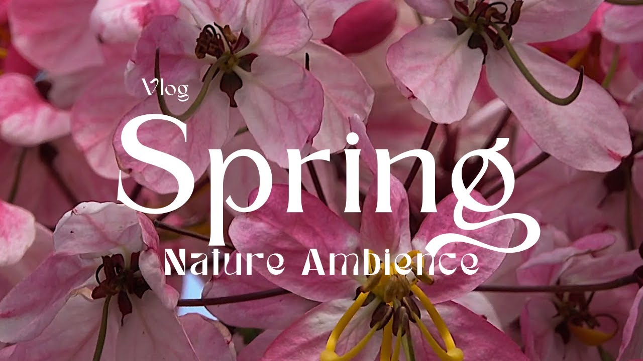 Soft Pink Blossoms Close-Up | Calm Spring Nature Ambience | Vlog