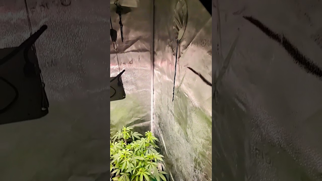 breeding tent..