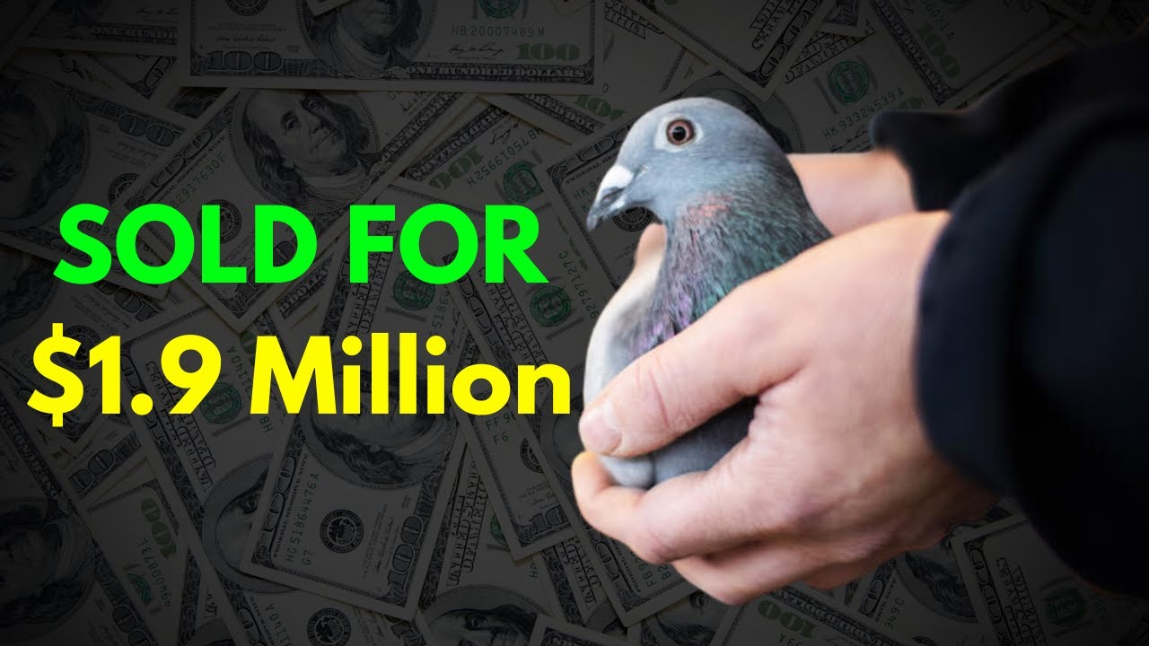 The Top 10 Most Expensive Racing Pigeons: Feathered Champions