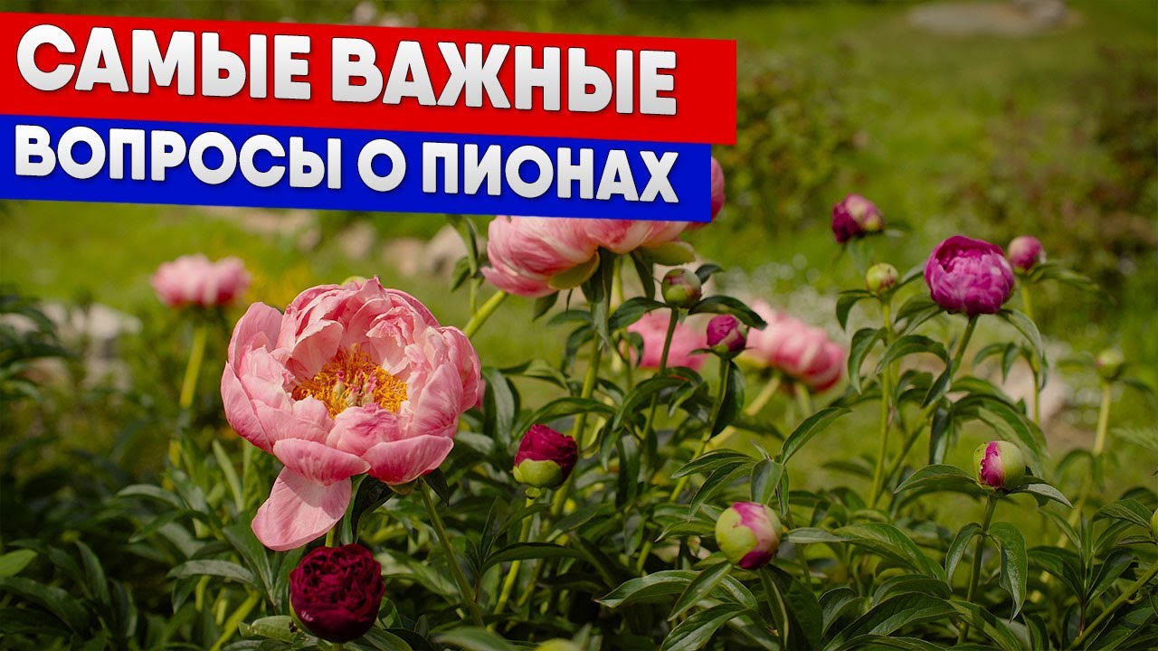 Самые важные вопросы о пионах