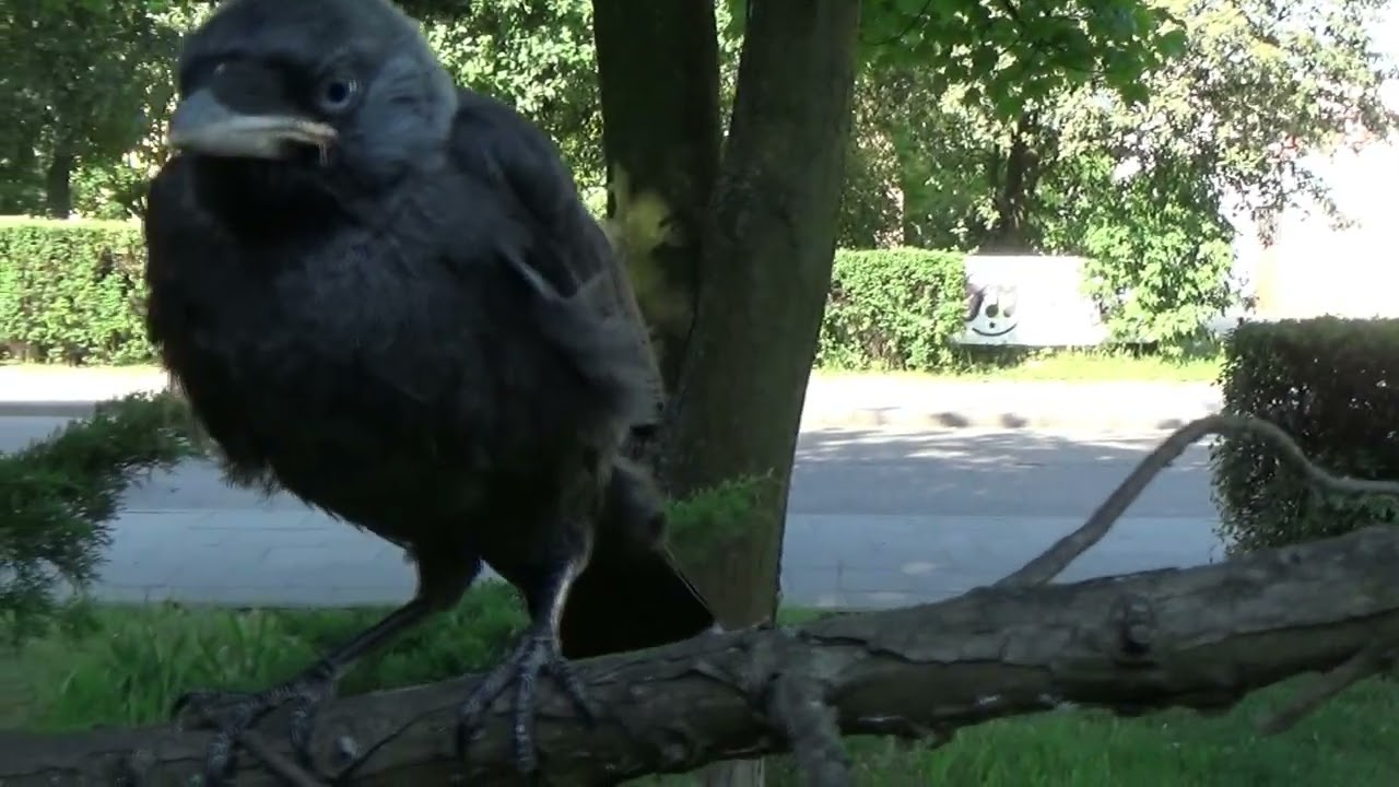 Młoda kawka#Eurasian Jackdaw#Kavka obecn&aacute;#Grajilla occidental# Dohle#Corvus monedula