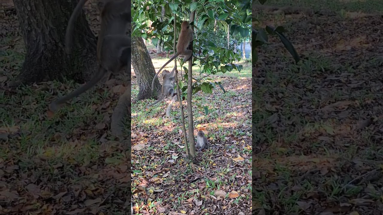 Energetic and Active Monkey Having a Race #shortvideo #primates  #infraordersimiformes  #simians
