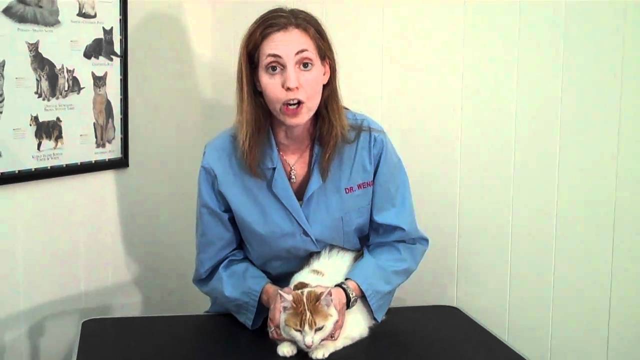 How to Tell if Your Cat is Healthy