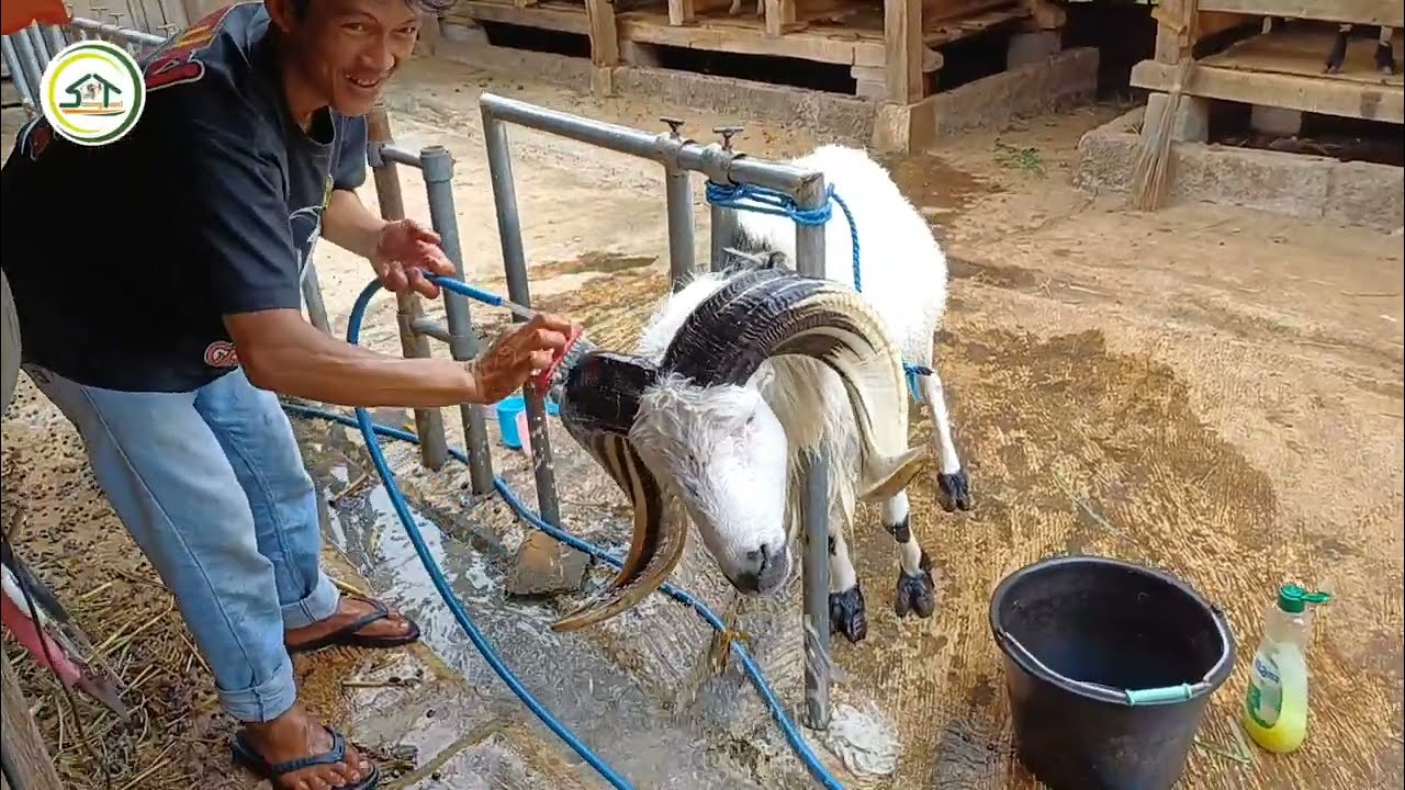 MERAWAT PEJANTAN BIG DOMBA GARUT