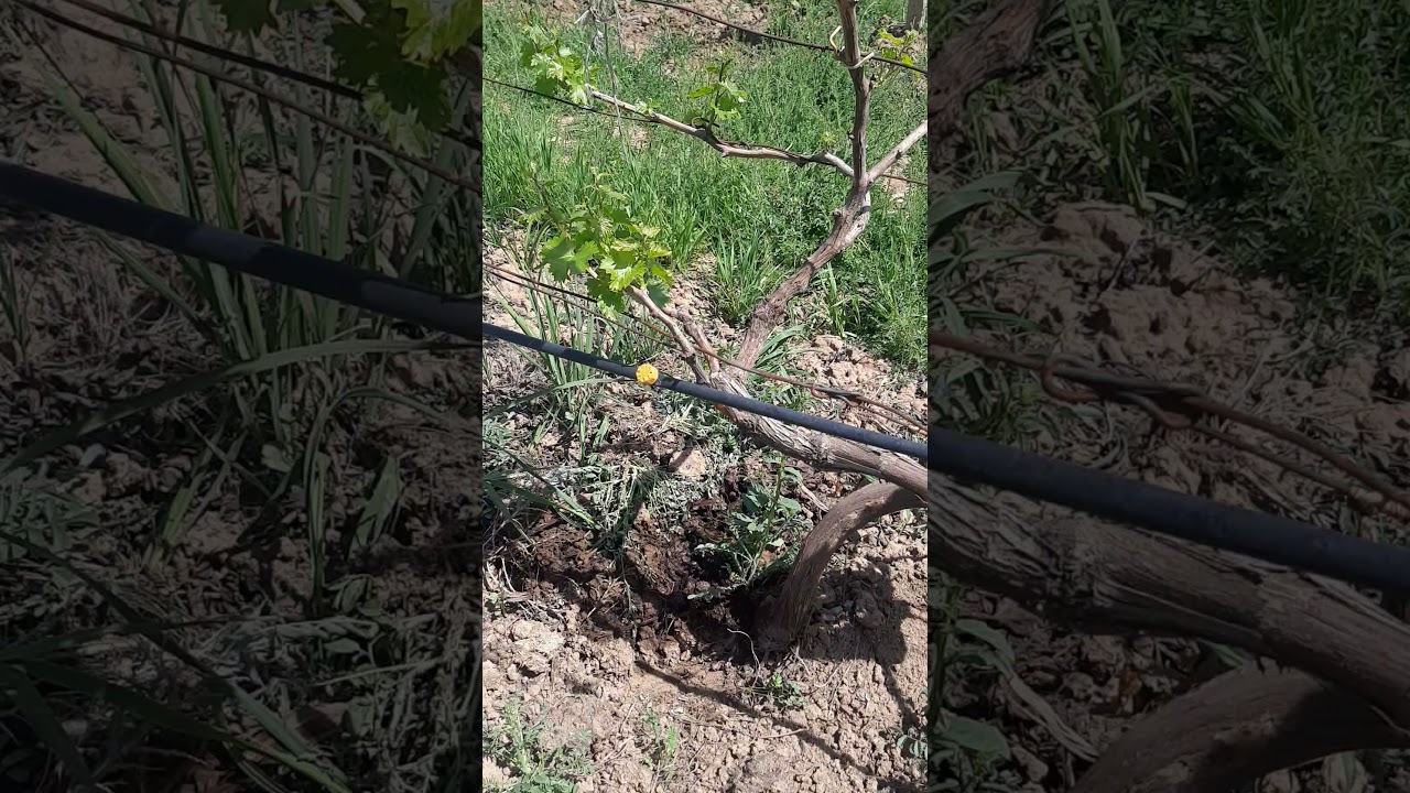 обмонии ангур бо усули катраги