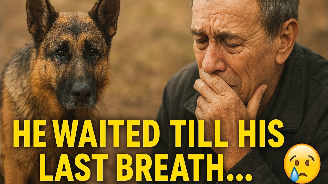 He Waited Till His Last Breath&hellip; 💔 | German Shepherd Emotional Story That Will Make You Cry&rdquo;