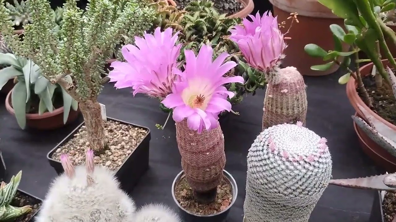 Wystawa kaktusów w Czechach. Cactus exhibition, Tabor, Czech Republic 2024 ep3