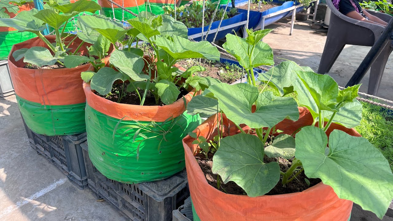 बेल बाली सब्जियों के लिए ये तारिका अपनायें #try this method for vine vegetables #organicgardening 