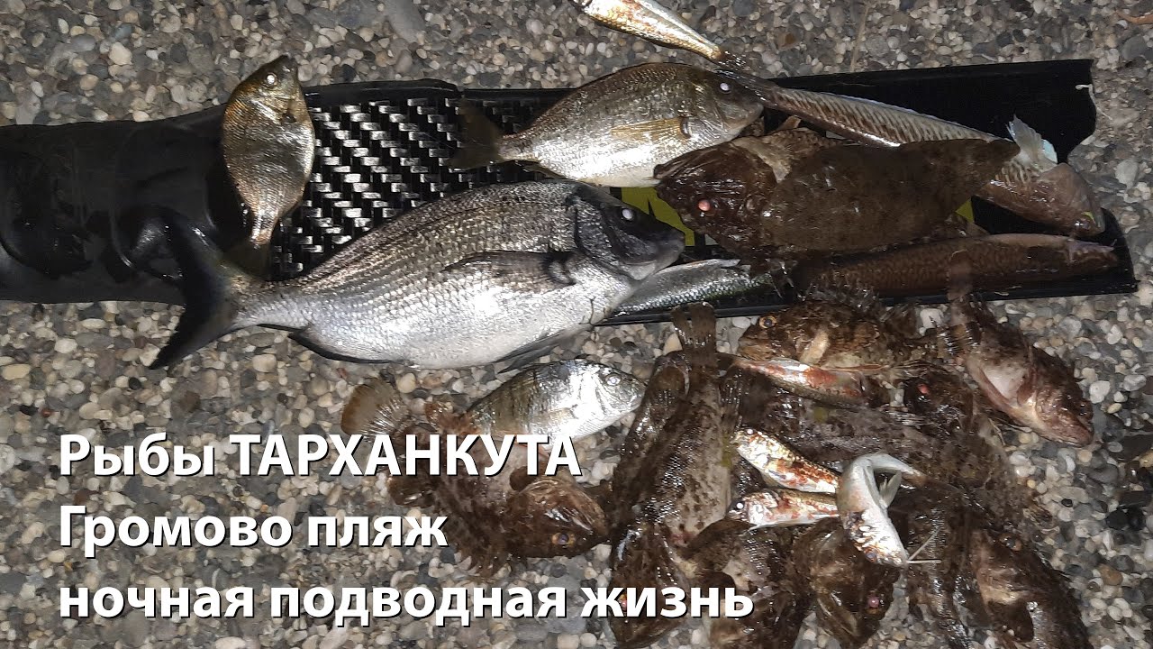 Рыбы ТАРХАНКУТА июль 2022 Громово пляж Ночная подводная охота 2022 Подводная охота 2022 Тарханкут 22