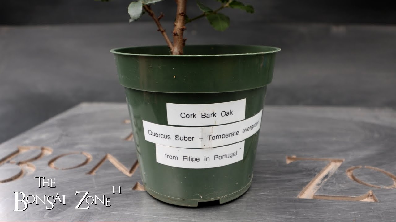 Repotting a Cork Bark Oak, Plus Repotting Updates, The Bonsai Zone, March 2024