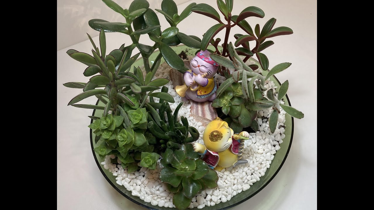 [Eng Sub]可愛的多肉植物种植,組盆 Lovely Succulents Care/Dish Garden