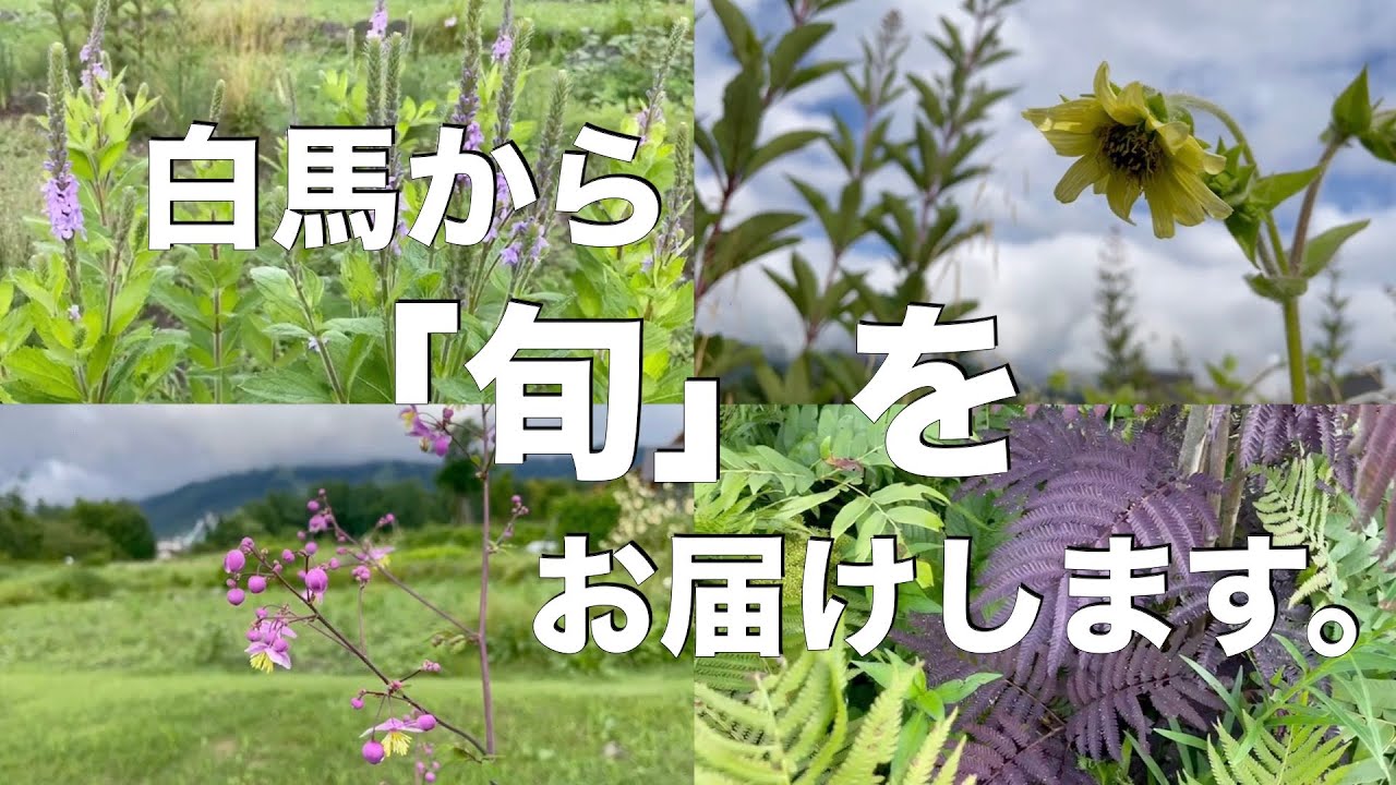 メドウガーデンにも夏が来た！ので旬の植物を紹介します！！