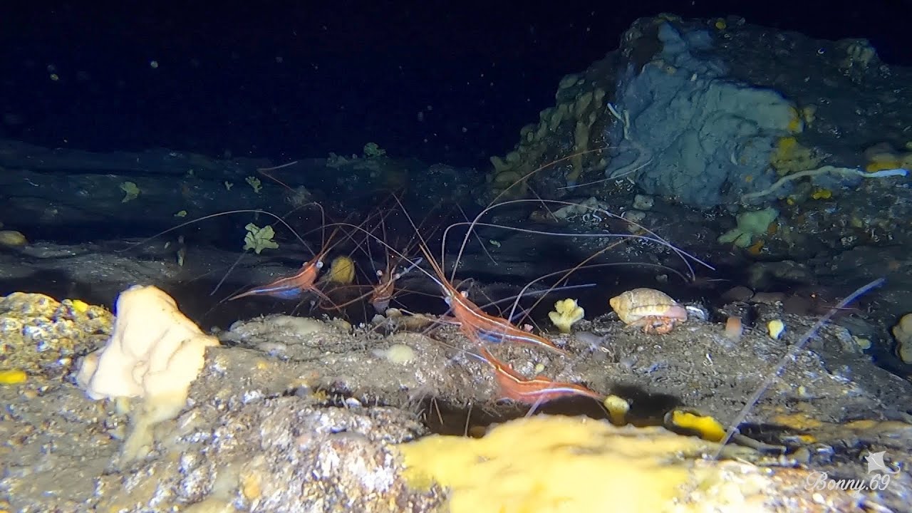 Ustica - Grotta dei Gamberi - Luglio 2022