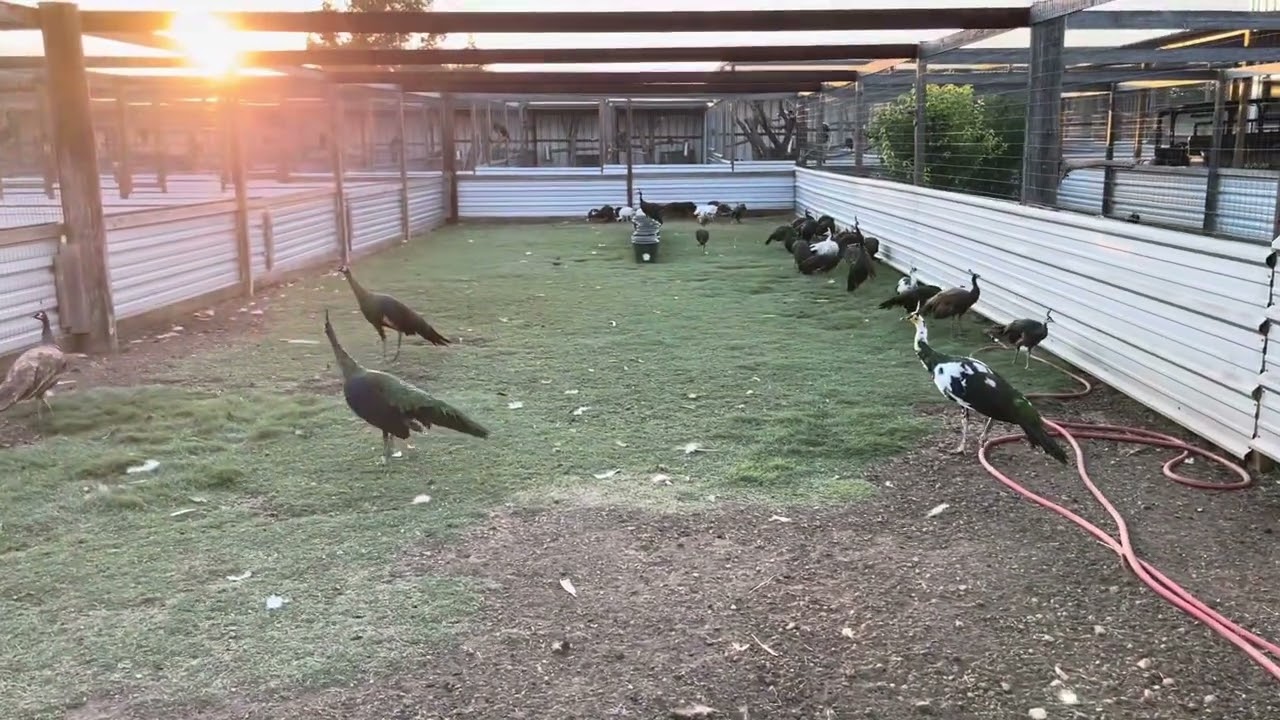 Bob’s Green Peafowl, our grow outs, 19 Sep 2024