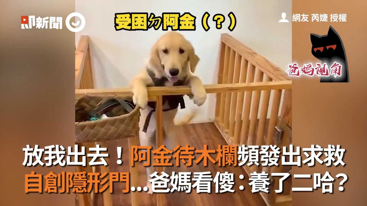 黃金獵犬自創隱形柵欄 狗爸媽看傻：養了二哈？｜寵物｜阿金｜狗狗｜Golden Retriever