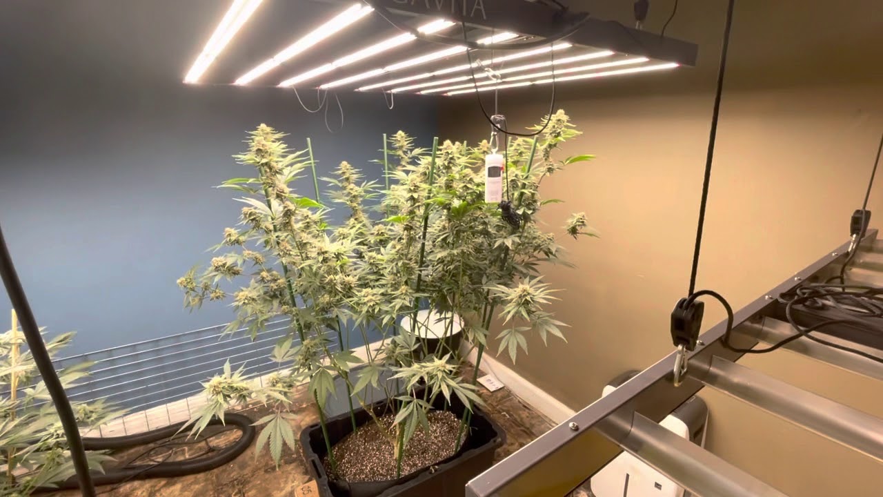 Colloidal silver grow journal and sorbet 4 x wild Thailand look in