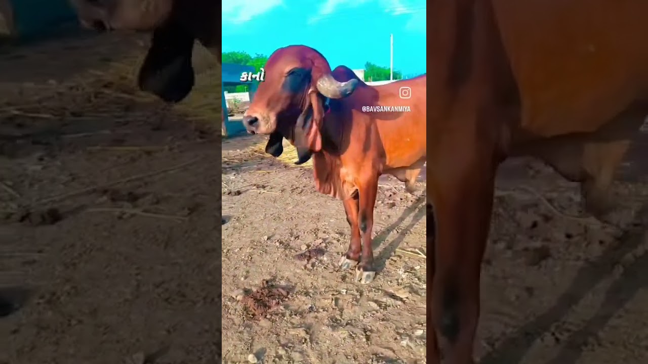 🐂 #gaushalla #animals #gausewa #bull #gausala #cowlover #gaushala #farming #gausulwara #funny 🐂