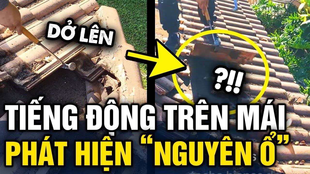 Nghe TIẾNG ĐỘNG LẠ trên mái, chủ nhà đi kiếm tra phát hiện 'NGUYÊN TẬP ĐOÀN' | Tin 3 Phút