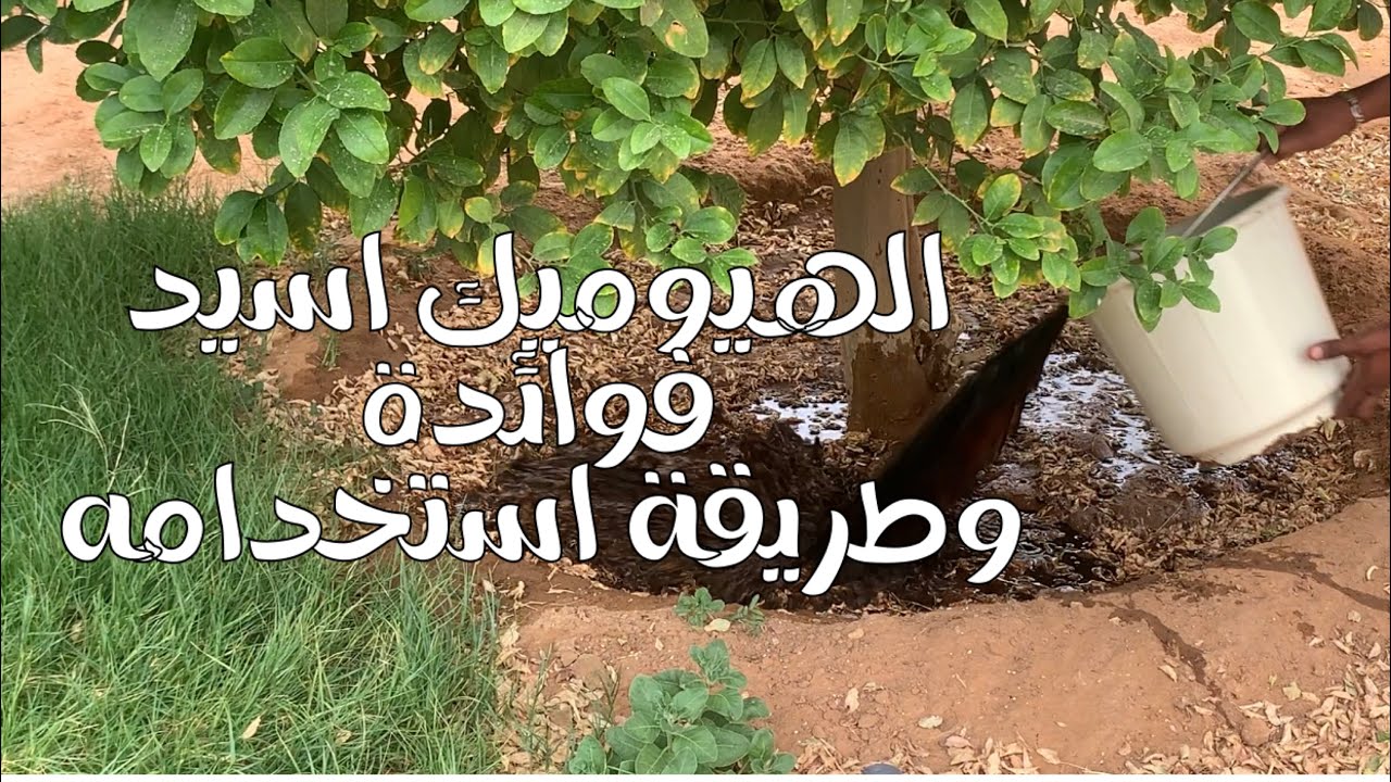 افضل مخصب لتقليل ملوحة التربة || الهيوميك اسيد || فوائدة واستخدامه