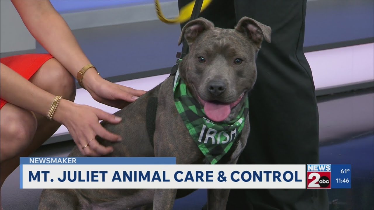 Newsmaker: Mt. Juliet Animal Care & Control
