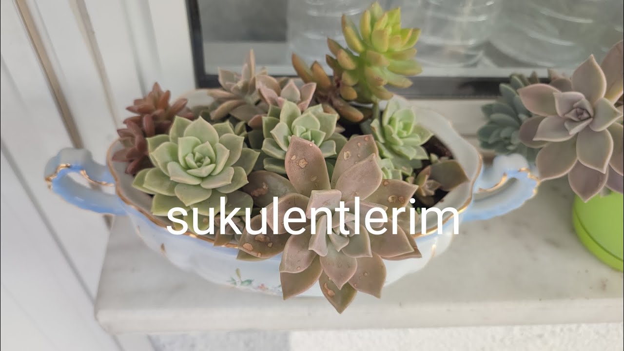Sukulentlerim/çiçekler/sukulentlerim nasıl büyüdü/