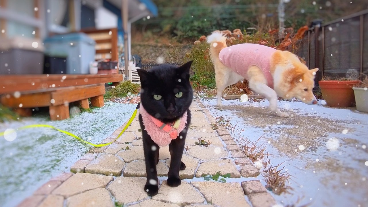 積もった雪の庭と犬と猫☃️黒猫の小さな挑戦