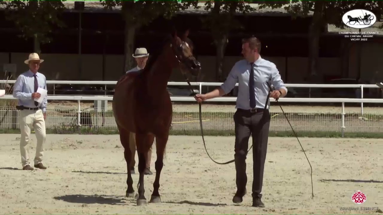 N 40 MIRWANAH KALLISTE   Championnat de France du Cheval Arabe   Vichy 2022   Mares 7+ Years Old Cla