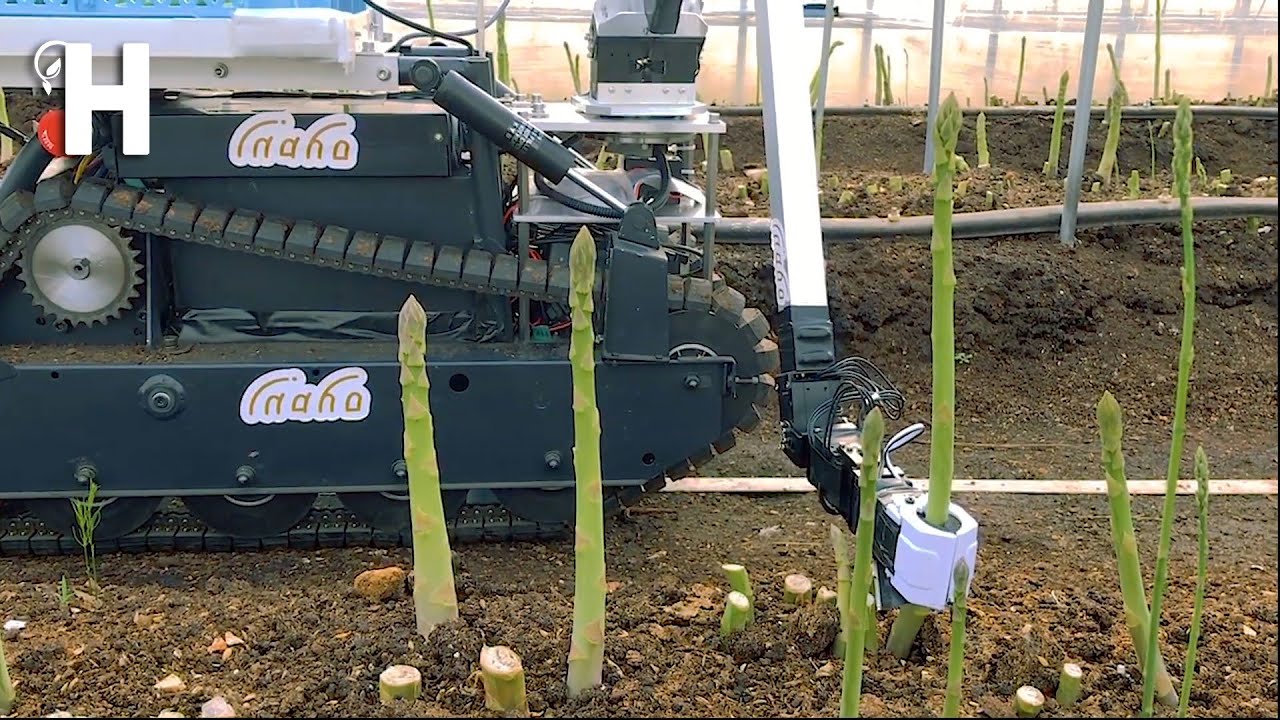 Amazing Asparagus Cultivation Technology – Asparagus Farm, Harvesting And Processing | Happy Farm