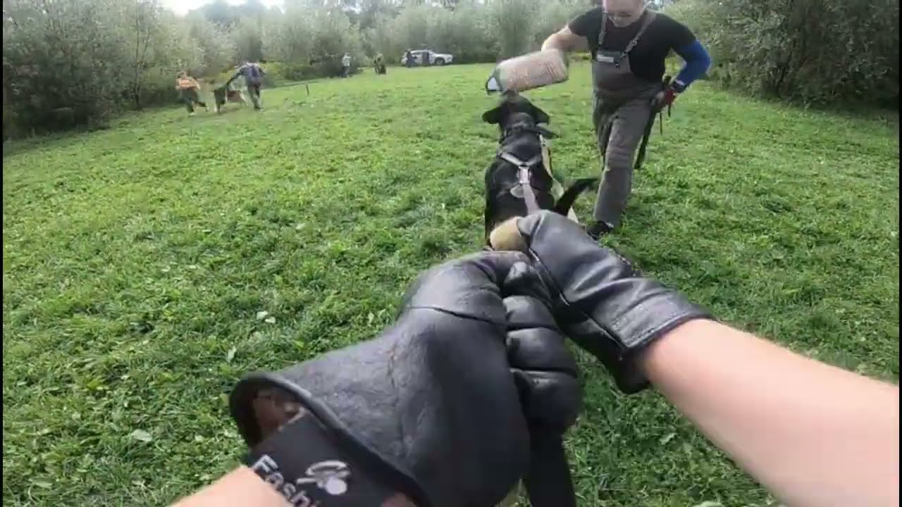 Go Pro for Rottweiler protection (female Anaconda vom Schwarzerwald), Latvia (Europe)