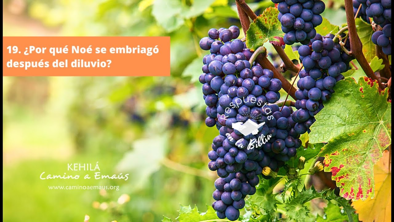 19. ¿Por qué Noé se embriagó después del diluvio? | Respuestas en la biblia.