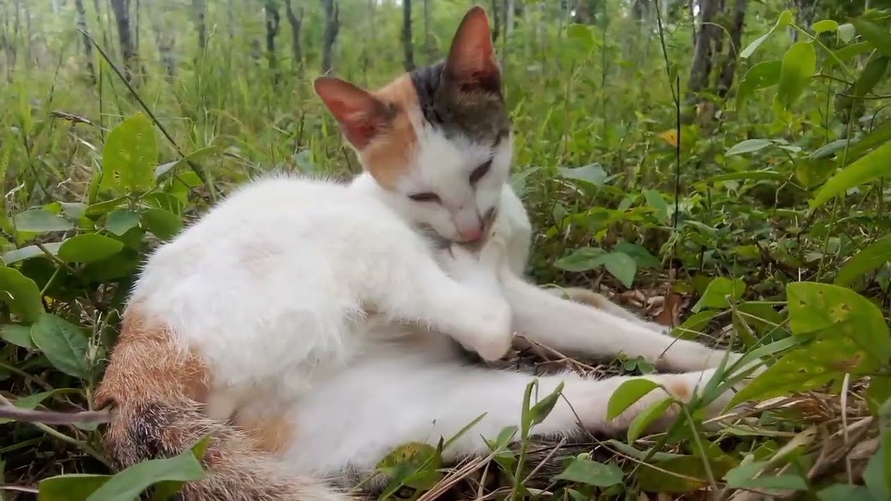 Chill Cat Vibes on the Grass with Soothing Music