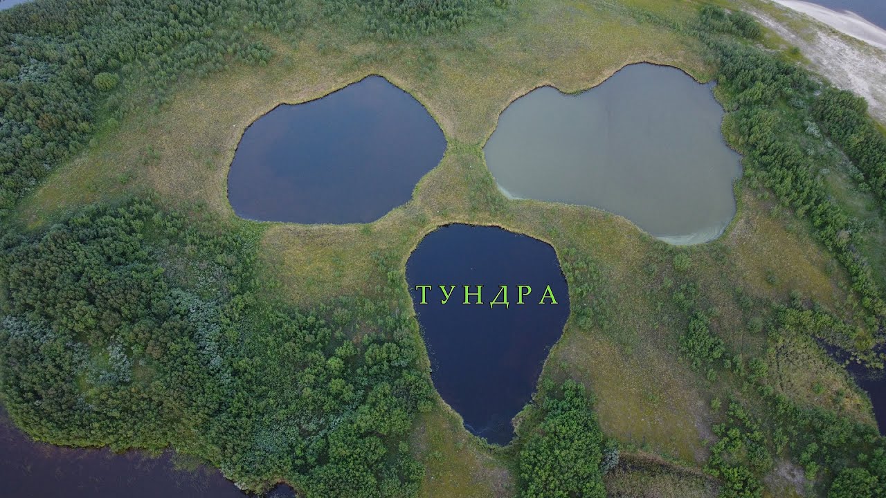 В Тундру по тундре