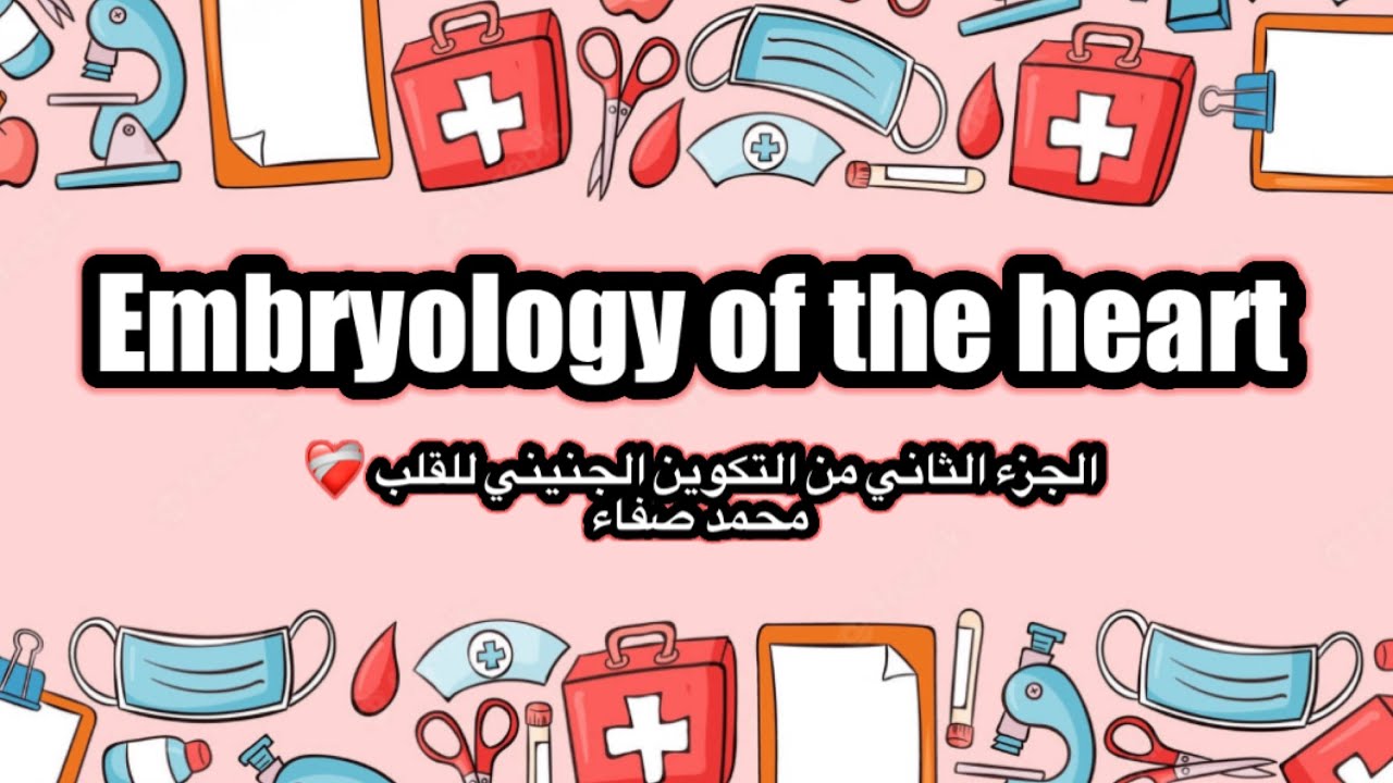 Embryology of the heart / part 2