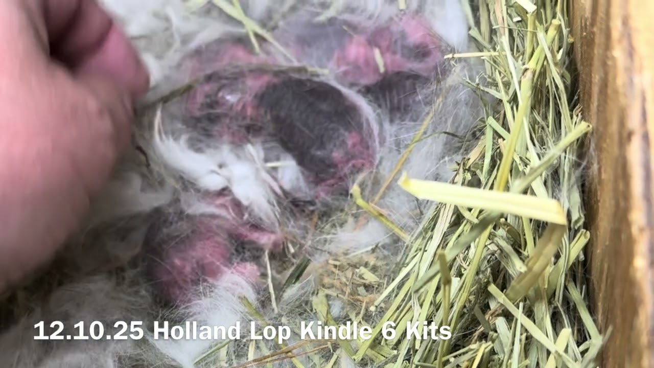 Drama Llama & Natsume Holland Lop Kindle 12.10.25